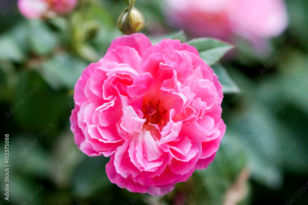 Pink rose flower Pink rose flower