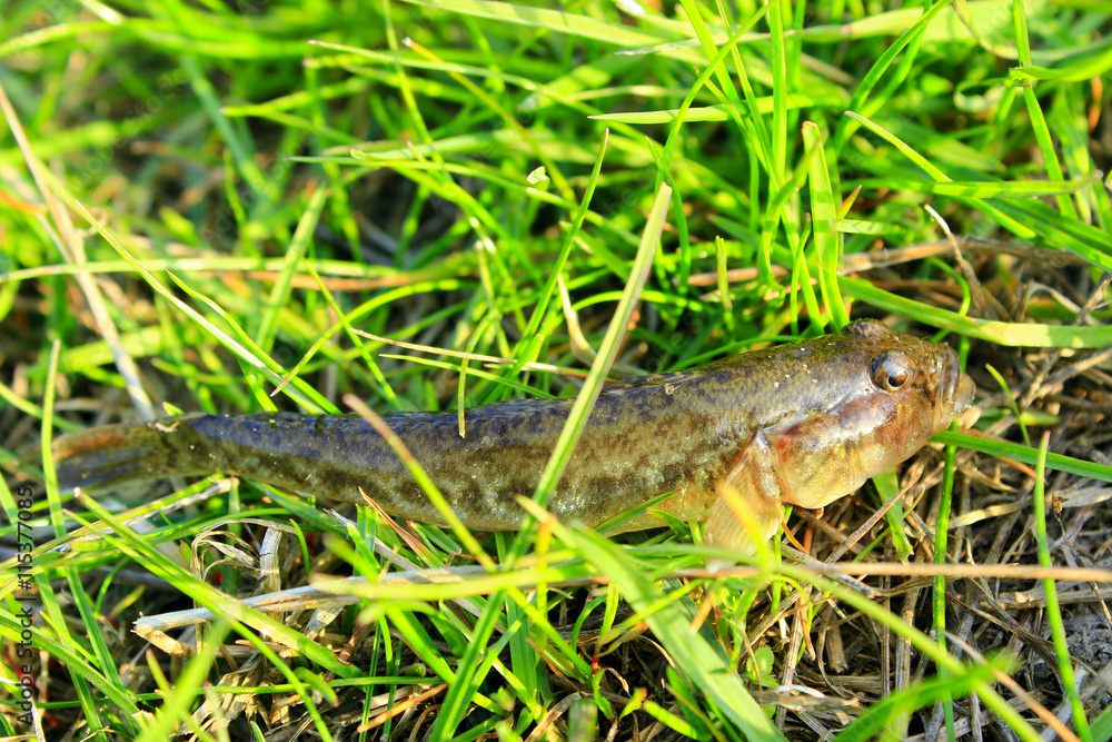 Fototapeta premium Gobio gobio caught lies in the grass