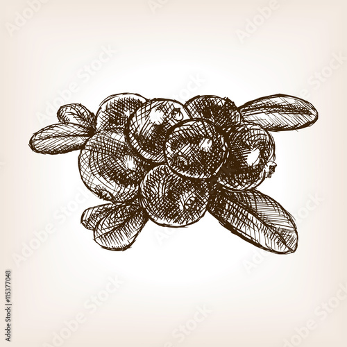 Cranberry berry fruit hand drawn sketch vector