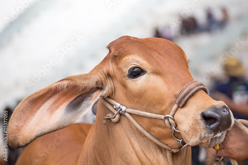 Beef cattle judging contest