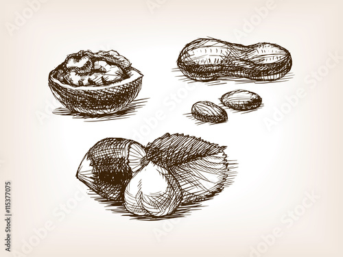 Nut sketch style vector illustration