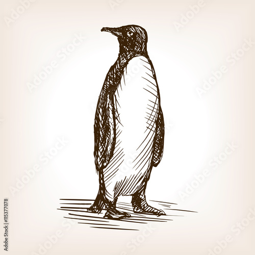 Penguin sketch vector illustration