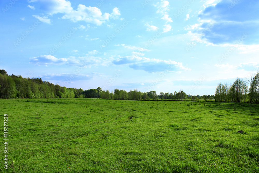 meadow near the forest