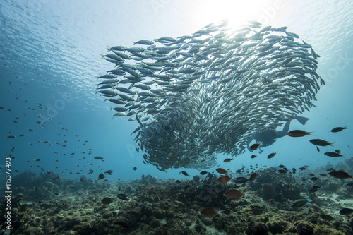 Unterwasser - Riff - Fisch - Fischschwarm - Tauchen - Curacao - Karibik photo