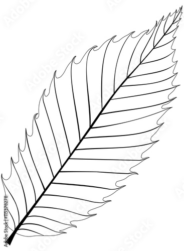 chestnut ,(Castanea sativa )