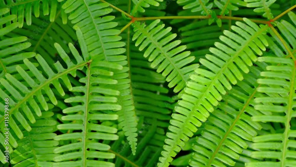 Closeup of the healthy, green leaves of a fern plant in a garden on a windless day. Video FullHD Closeup of the healthy, green leaves of a fern plant in a garden on a windless day. Video FullHD