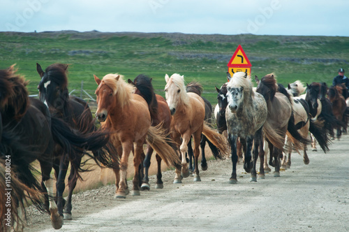 Islanda: cavalli al galoppo su una strada nella campagna islandese il 29 agosto 2012. Il cavallo islandese è  una razza nativa dell'Islanda di piccola misura, quasi come un pony  © Naeblys