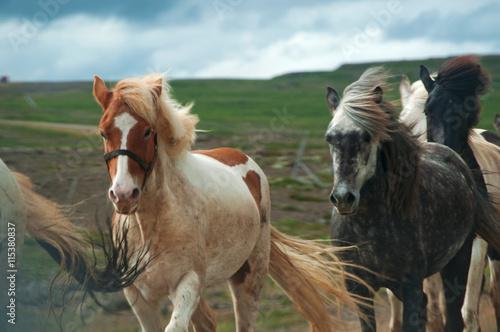 Islanda  cavalli al galoppo su una strada nella campagna islandese il 29 agosto 2012. Il cavallo islandese     una razza nativa dell Islanda di piccola misura  quasi come un pony 