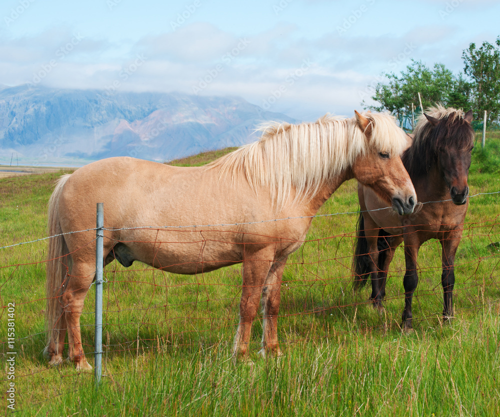 Obraz premium Iceland: cavalli islandesi in campagna il 29 agosto 2012. Il cavallo islandese è una razza nativa dell'Islanda di piccola misura, quasi come un pony 