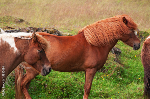 Iceland: cavalli islandesi in campagna il 29 agosto 2012. Il cavallo islandese è una razza nativa dell'Islanda di piccola misura, quasi come un pony 