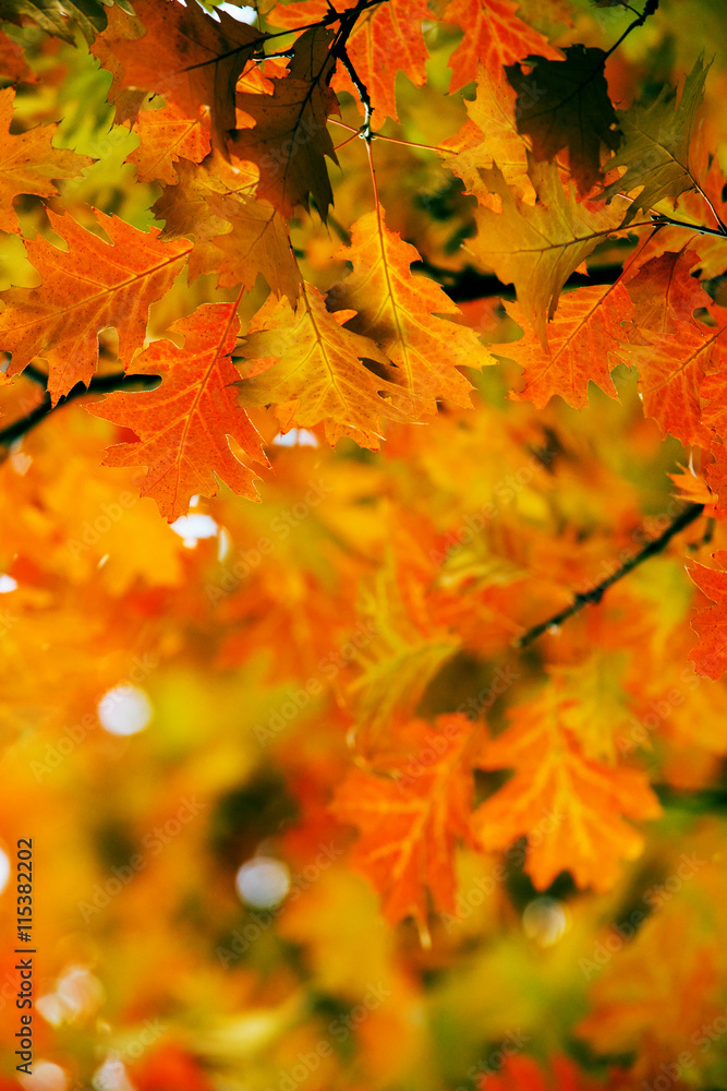Leaves on the branches in the autumn forest.