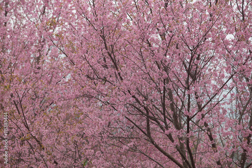 Wallpaper Mural Wild Himalayan Cherry (Prunus cerasoides) at Thailand Torontodigital.ca