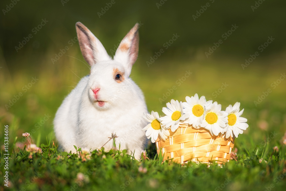 Fototapeta premium Little funny rabbit with a basket full of flowers