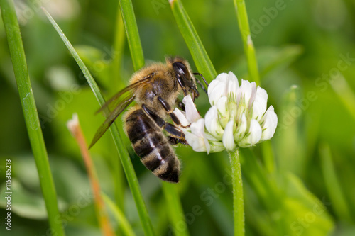 Honey bee feeding on the flower of clover.