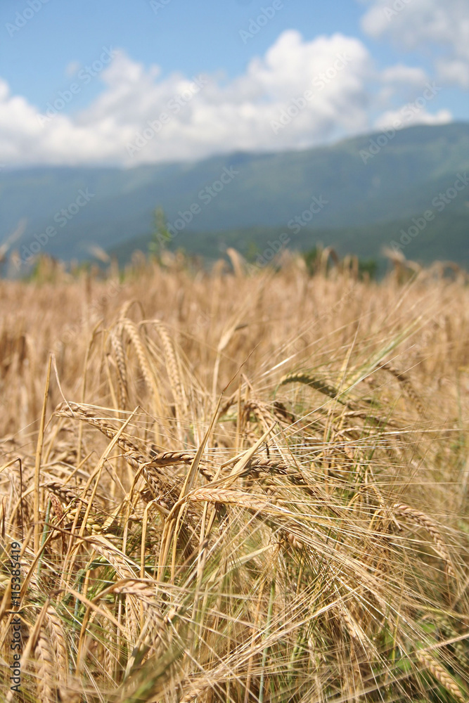 Fototapeta premium campo di frumento dorato pronto da raccogliere con cielo azzurro
