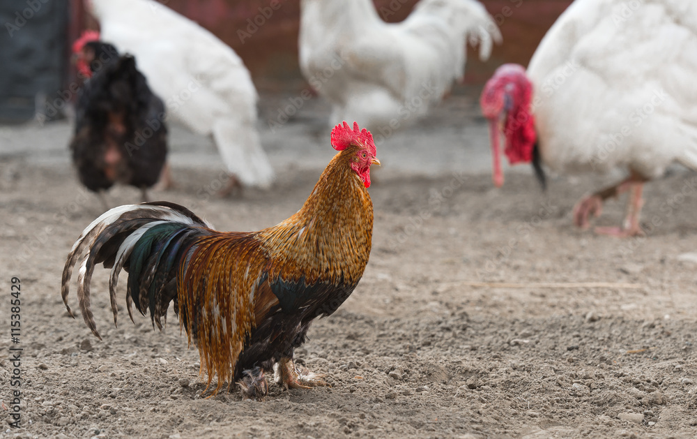 Fototapeta premium Rooster and chickens