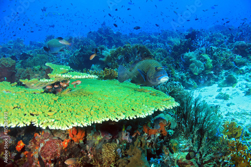 The Pristine and Colorful Coral Reefs of Komodo, Indonesia