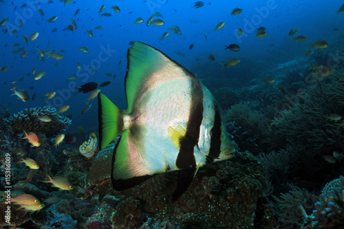 Shaded Batfish (Platax Pinnatus, aka Pinnate Batfish, Dusky Batfish, Red-faced Batfish), Swimming over a Coral Reef. Dampier Strait, Raja Ampat, Indonesia