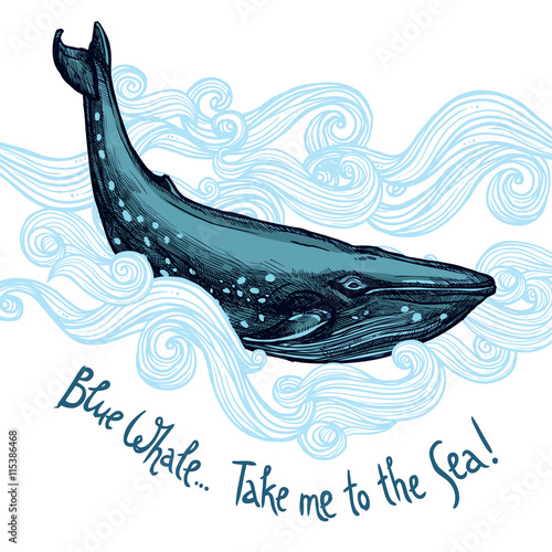 Cute Illustration With Blue Whale