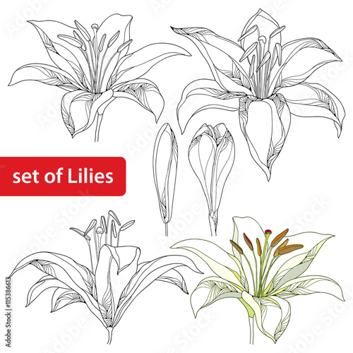 Vector set with ornate white Lily flower and bud in black and in color isolated on white. Linear silhouette of opening lilies. Floral elements in contour style for summer design and coloring book. 