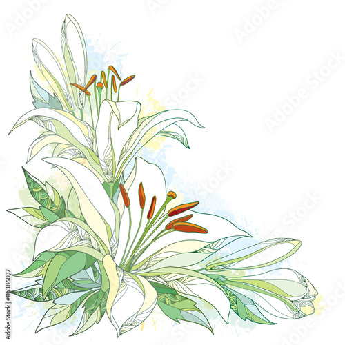 Vector bouquet with ornate white Lily flower, buds and leaves isolated on white background with blots in pastel. Corner composition with lilies. Floral background in contour style for summer design. 
