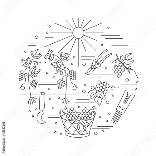 Round composition with winery symbols. Grapes, sun, basket, grape hook, harvesting knife, grape razor fork, picking trimming snips. Vector graphic design elements isolated on white background.