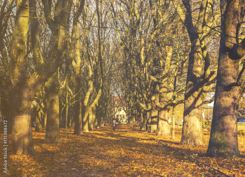 Jesienny park,aleja platanów w jesiennej szacie,zdjęcie w stylu 