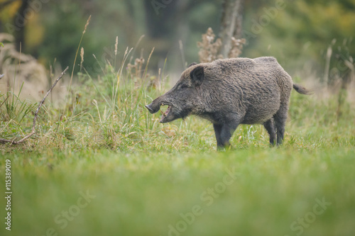 Male boar showing impressive teath