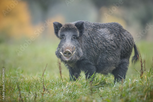 Big male boar in autumn
