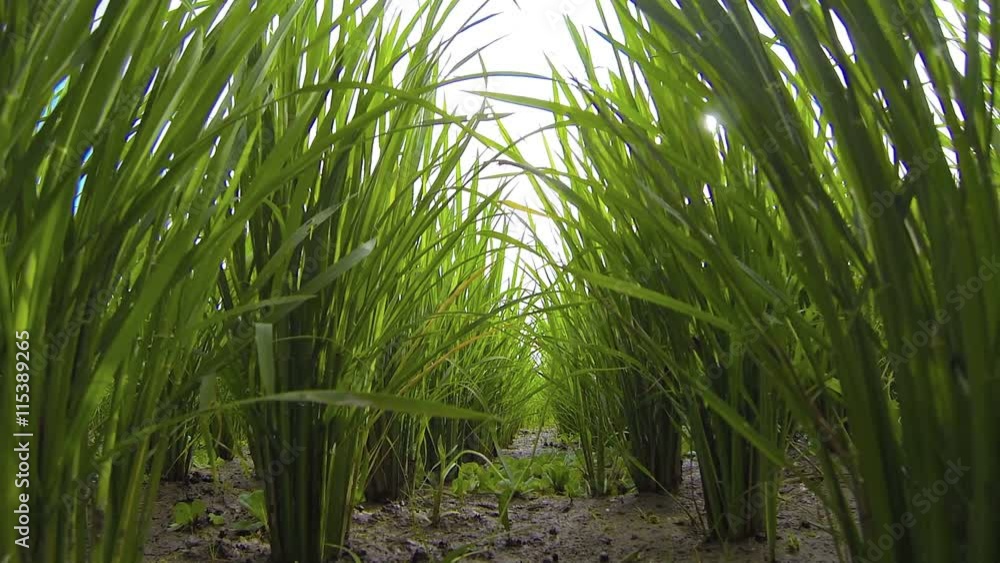 Rough, tracking camera movement reveals neat rows of clustered, lowland ...