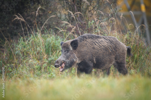 Wild boar eating