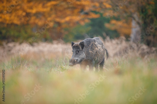 Wild boar in fall colours