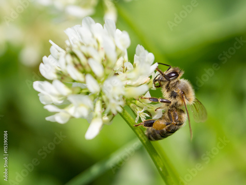 Honey bee feeding on the flower of clover. © Dickov