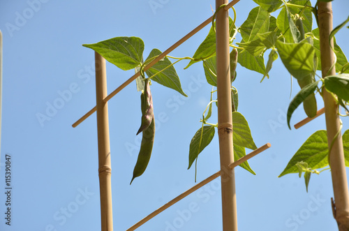 Bean plant climbs over the bamboo ladder, blue sky in background