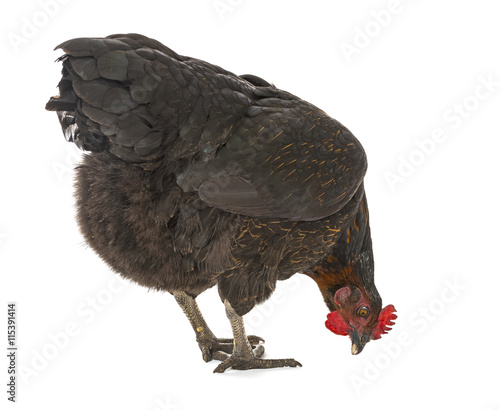 a hen - chicken isolated on white background