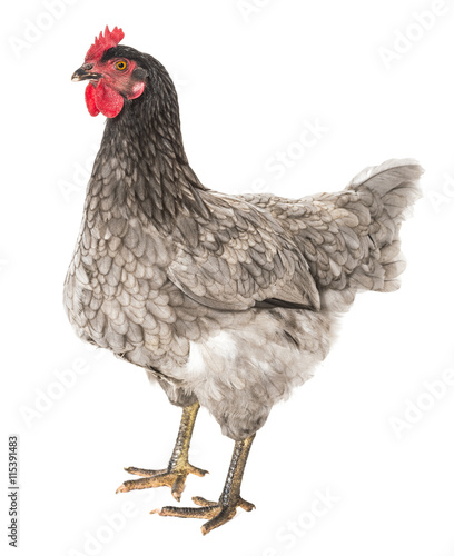 a hen - chicken isolated on white background © Vera Kuttelvaserova