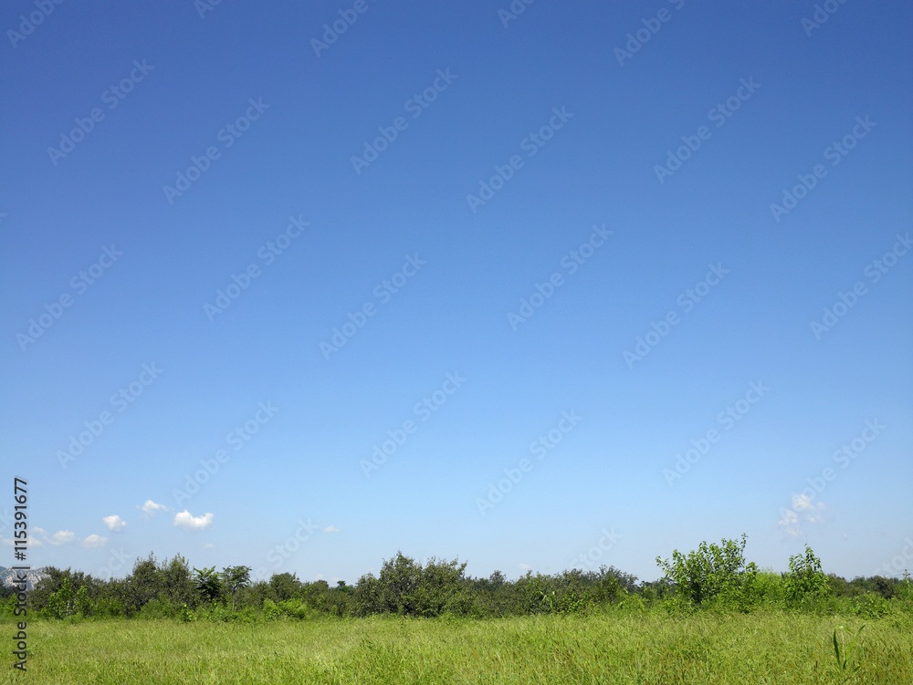 green field and blue sky with light clouds
green field and blue sky with light clouds