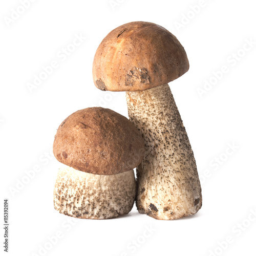Little brown cap boletus mushroom isolated