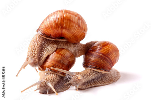 Three snail crawling on a white background closeup