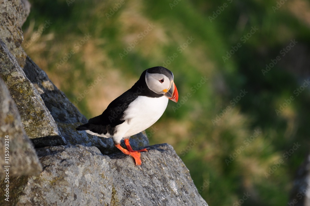 Puffin / Puffins are any of three small species of alcids in the bird genus Fratercula with a brightly coloured beak during the breeding season. Puffin / Puffins are any of three small species of alcids in the bird genus Fratercula with a brightly coloured beak during the breeding season.