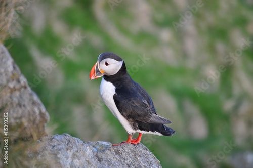 Puffin   Puffins are any of three small species of alcids in the bird genus Fratercula with a brightly coloured beak during the breeding season.