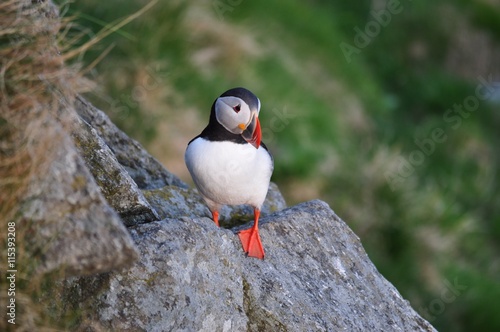 Puffin / Puffins are any of three small species of alcids in the bird genus Fratercula with a brightly coloured beak during the breeding season.