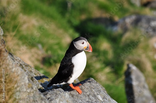 Puffin / Puffins are any of three small species of alcids in the bird genus Fratercula with a brightly coloured beak during the breeding season. © vkhom68