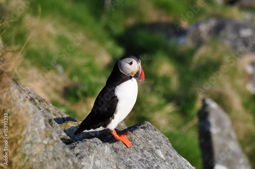 Puffin / Puffins are any of three small species of alcids in the bird genus Fratercula with a brightly coloured beak during the breeding season. © vkhom68