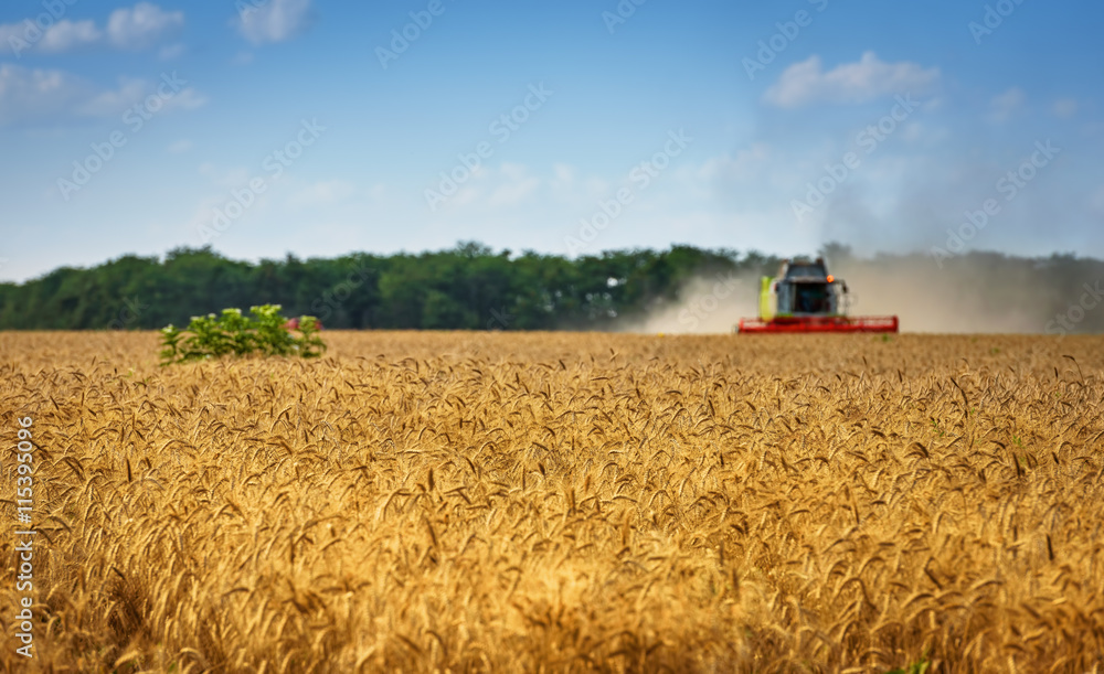 Obraz premium Harvester combine harvesting wheat on sunny summer day.