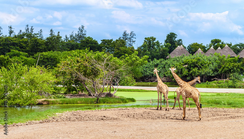 Safari World park