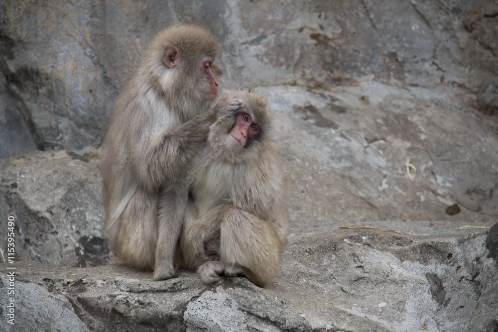 Monkeys in Nogeyama zoo, Japan