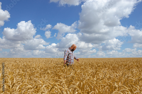 Farmer or agronomist inspect quality of wheat, harvest time. © valerii kalantai