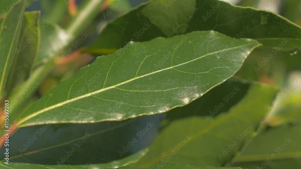 Laurel tree branches and green leaves slow tilting 4K 2160p UHD footage - Laurus nobilis slow tilting tree leaves 4K 3840X2160 UHD video Laurel tree branches and green leaves slow tilting 4K 2160p UHD footage - Laurus nobilis slow tilting tree leaves 4K 3840X2160 UHD video