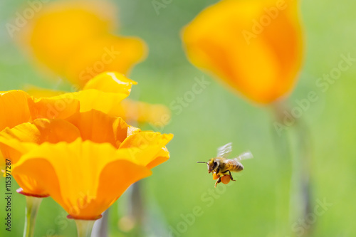 Honeybee collecting pollen from California Golden Poppy